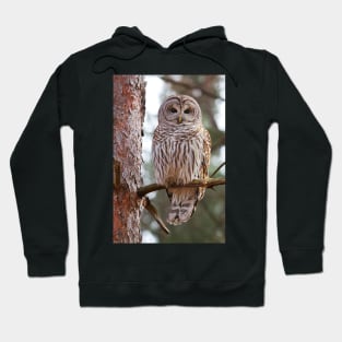 Barred Owl Hoodie